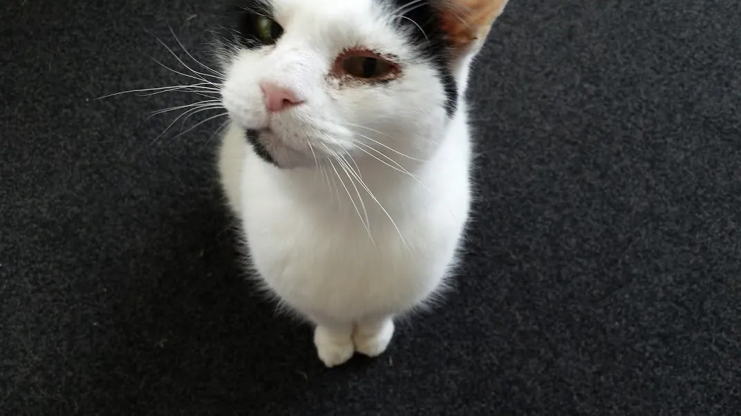 D03 taking marshall to the vet costing 261 nz dollars 3 apr 2018 (2)